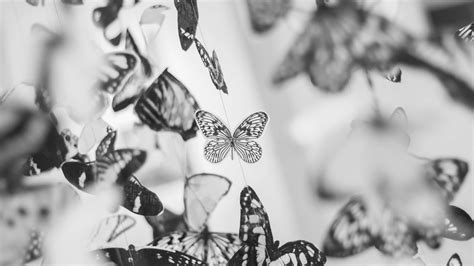 Colorful Beautiful Black And White Butterfly Wallpaper For Desktop And