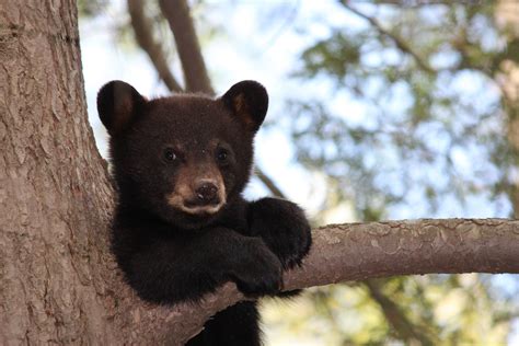 Petition Stop Black Bear From Getting Euthanized Because Humans