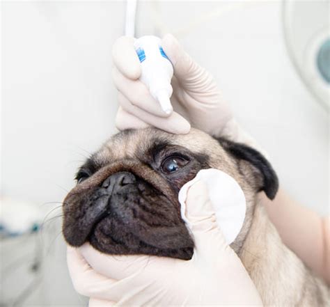 How To Give Your Dog Eye Drops General Dog Health Care