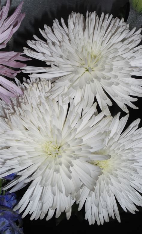 White mum microflowers™ are perfect for use in fresh preparations. White Spider Mums | Spider mums, Flowers, Plants