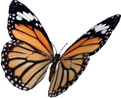 Download butterfly gif transparent and use any clip art,coloring,png graphics in your website, document or presentation. butterfly png gif 20 free Cliparts | Download images on ...