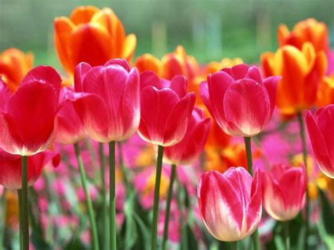 National Flower Of Turkey Tulip Floral Of Turkey National Flowers