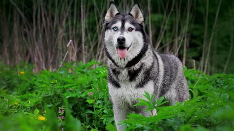 Dogs 1080 X 1080 Download Wallpaper 1920x1080 Husky Dog Protruding