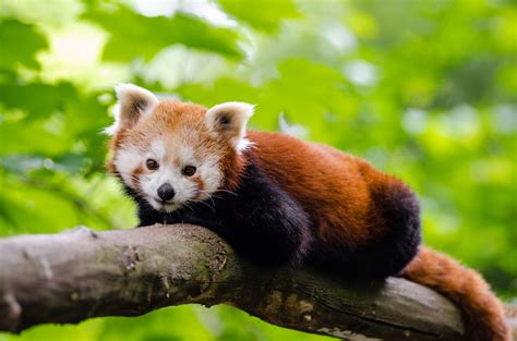3840x2544 Animal Cute Fur Lesser Panda Mammal Nature Outdoors