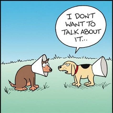 Best Of Best Afternoon Dog Funnies Nutsrok Funny Cartoons Dog