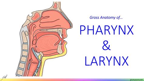 Pharynx And Larynx Gross Anatomy Youtube