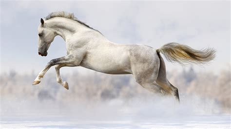 Papeis De Parede 1366x768 Cavalo Correndo Branco Animalia Baixar Imagens