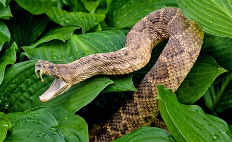 A Protein In Our Saliva Shares An Origin With Snake Venom •
