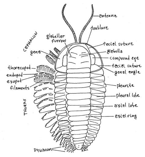 Diagram Of Trilobite Trilobite Sutures Invertebrates
