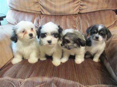 It's also free to list your available puppies and litters on our site. Pomeranian/Maltese/ShihTzu Puppies for Sale in Jerome, Michigan Classified | AmericanListed.com