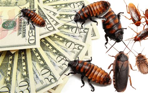 Raleigh Co Pays 2000 To Deliberately Fill Your Home With The Largest Cockroach Species