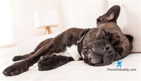 #2 if you value cleanliness the french bulldog may not be the dog for you, since he is prone to drooling, flatulence and some shedding. Do French bulldogs sleep a lot? & Their Sleeping Habits ...