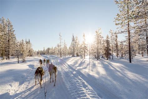 Dog Sledding In Lapland Stock Image Image Of Travel 90175563