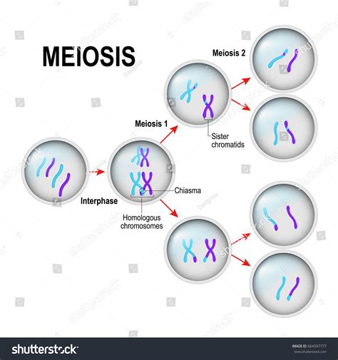 Meiosis Cell Division Interphase Illustration Labeled Stockillustration