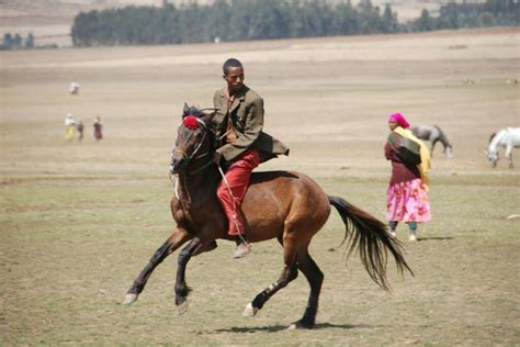 Ethiopian Abyssinian Horse Horses Horse Breeds Horse Rider