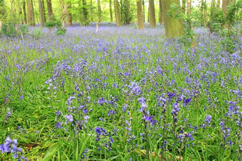 Bluebells In Forest Free Stock Photo Public Domain Pictures