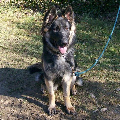Learn more about german shepherd rescue of the rockies in denver, co, and search the available pets they have up for adoption on petfinder. More German Shepherd Puppies and Dogs that have found new ...
