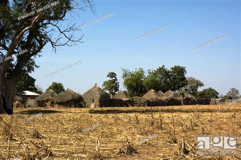 Enclosed Rural Village With Thached Houses Kass Wolof The Gambia
