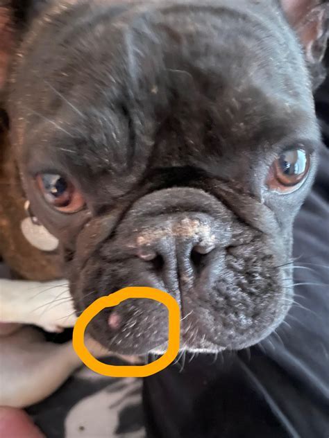 How To Get Rid Of French Bulldog Acne