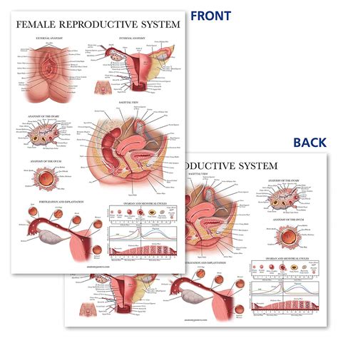 The Female Reproductive System Complete Anatomy Gambaran