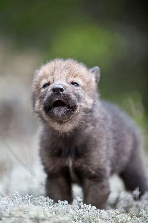 The Cutest Wolf Pup Wolf Love Bad Wolf Beautiful Wolves Animals