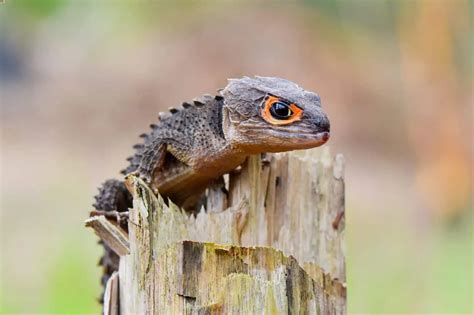 25 Best Pet Lizards You Need To See Beginner Friendly