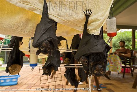 Minden Pictures Spectacled Flying Foxes Pteropus Conspicillatus