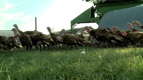 Heritage Turkey Farming Youtube