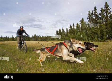 How Many Sled Dogs Are Pulling A Musher In A Race Websitereports45