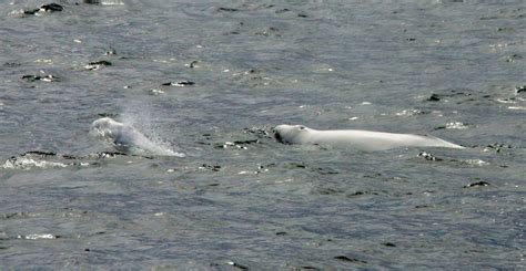 Canada Beluga Whales Recognized As Endangered Species Enezgreen