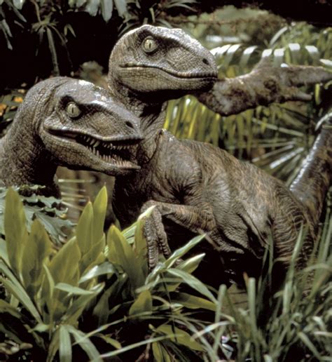 Velociraptor Wiki Jurassic Park