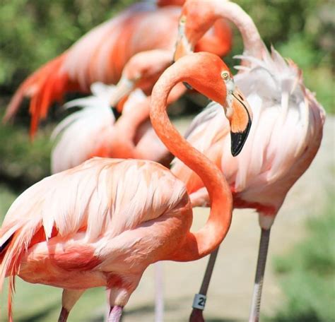 Pin By Ae1128 On Birds️ Flamingo Bahamas Birds