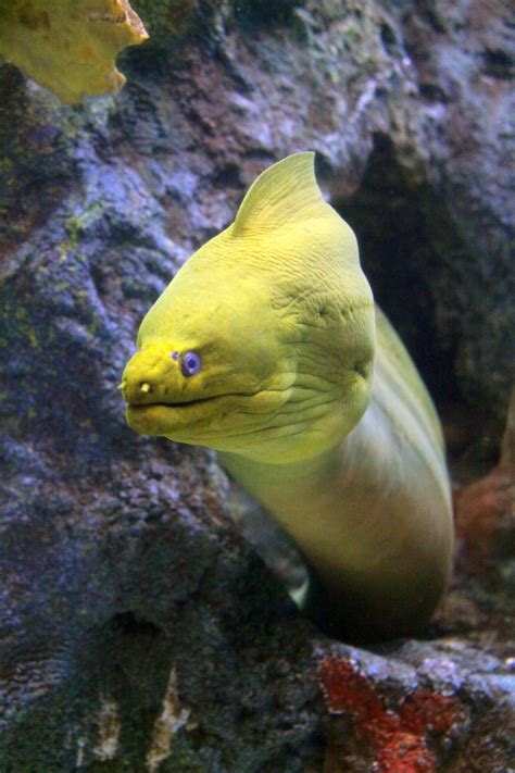 Green moray eels are not actually green. Green Moray Eel | Cameron Park Zoo
