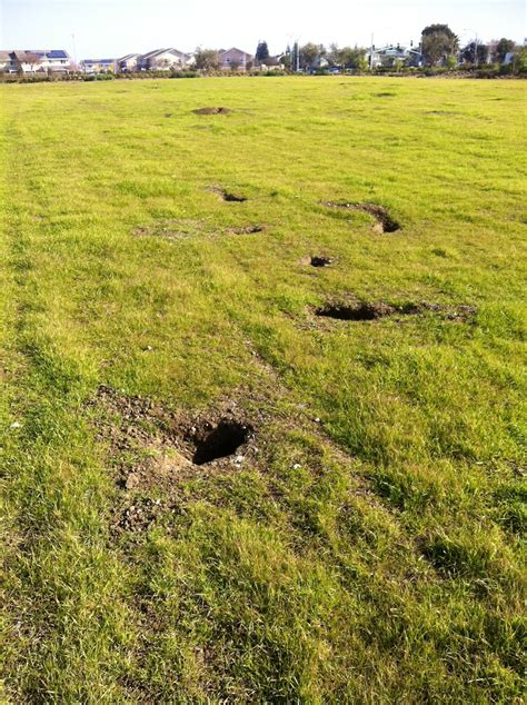 What Does A Ground Squirrel Hole Look Like Find Out Here All