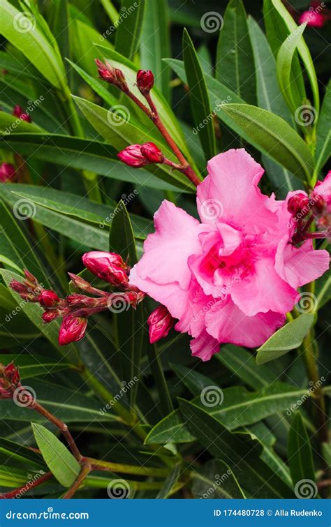 Pink Blooming Nerium Oleander In The Garden Stock Photo Image Of