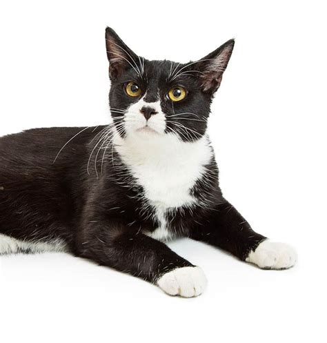 Tuxedo Cats 38 Awesome Facts About Bicolor Cats