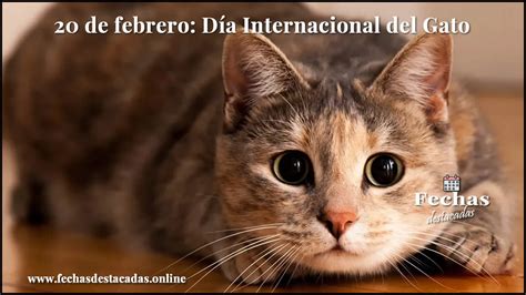 Día Internacional Del Gato 2024 Fechas Destacadas Online