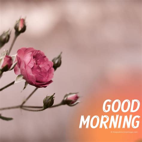 Top 999 Beautiful Good Morning Hd Images Amazing Collection
