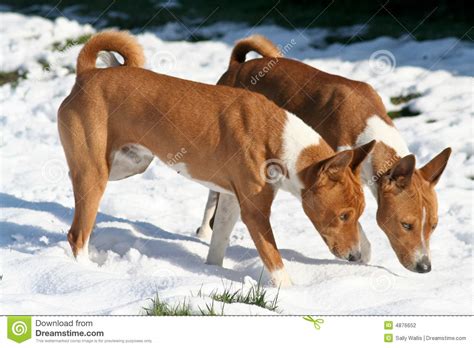 Due Cani Che Fiutano Neve Fotografia Stock Immagine Di Fusione 4876652