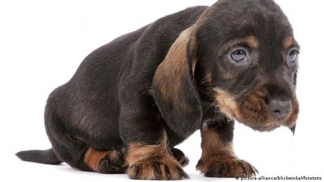 Puppy Dog Eyes Developed To Manipulate Humans Dw Learn German