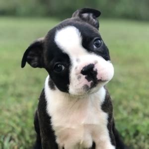 This breed has a kind and gentle nature and is often referred to as the american annual cost of owning a boston terrier puppy. Josie Boston Terrier Puppy 608834 | PuppySpot