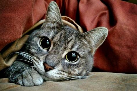 Walau bagaimanapun, ketika kucing sakit dan tidak aktif seperti biasa, ia menjadi satu masalah besar sehingga tidak tahu apa yang harus. 9 Tanda-Tanda Kucing Peliharaan Anda Akan Mati