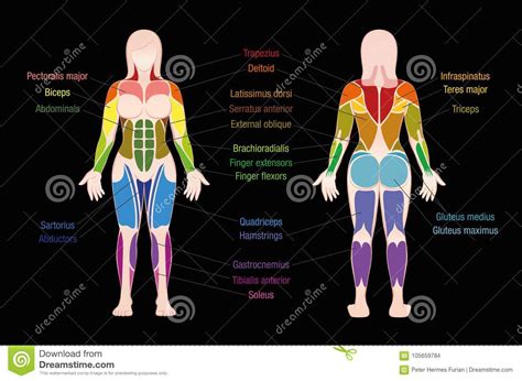 **** sorry i made a mistake at 00:49 i incorrectly label and describe the thigh adductors as hip abductors. Muscle Chart Female Body Colored Muscles Black Stock ...