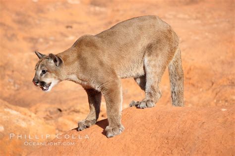 Mountain Lion Puma Concolor 12306 Natural History Photography