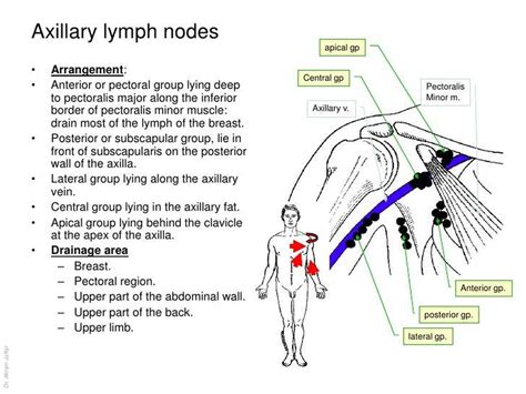 Pictures Of Axillary Lymph Nodeshealthiack