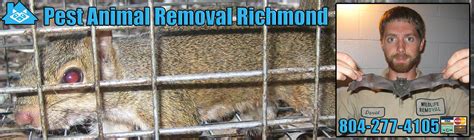 Pest Animal Removal Richmond Virginia
