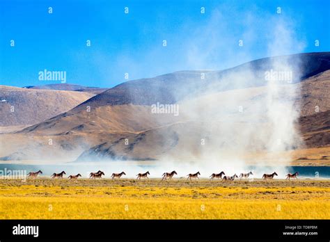 Tibetan Wild Donkey Of Ali Tibet Stock Photo Alamy
