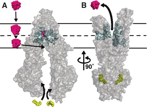 Substrate Transport By Pgp A The Substrate Shown In Magenta Enters