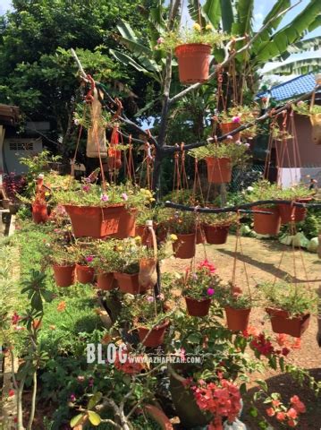 Pokok bunga ros/mawar yang telah stabil berupaya menyerap nutrien dan. Pelbagaikan Cara Tanam Pokok Bunga Rose Jepun | Blog ...