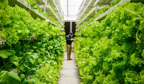 Can Vertical Farming Be The Answer To Sustainable Agriculture Iaas